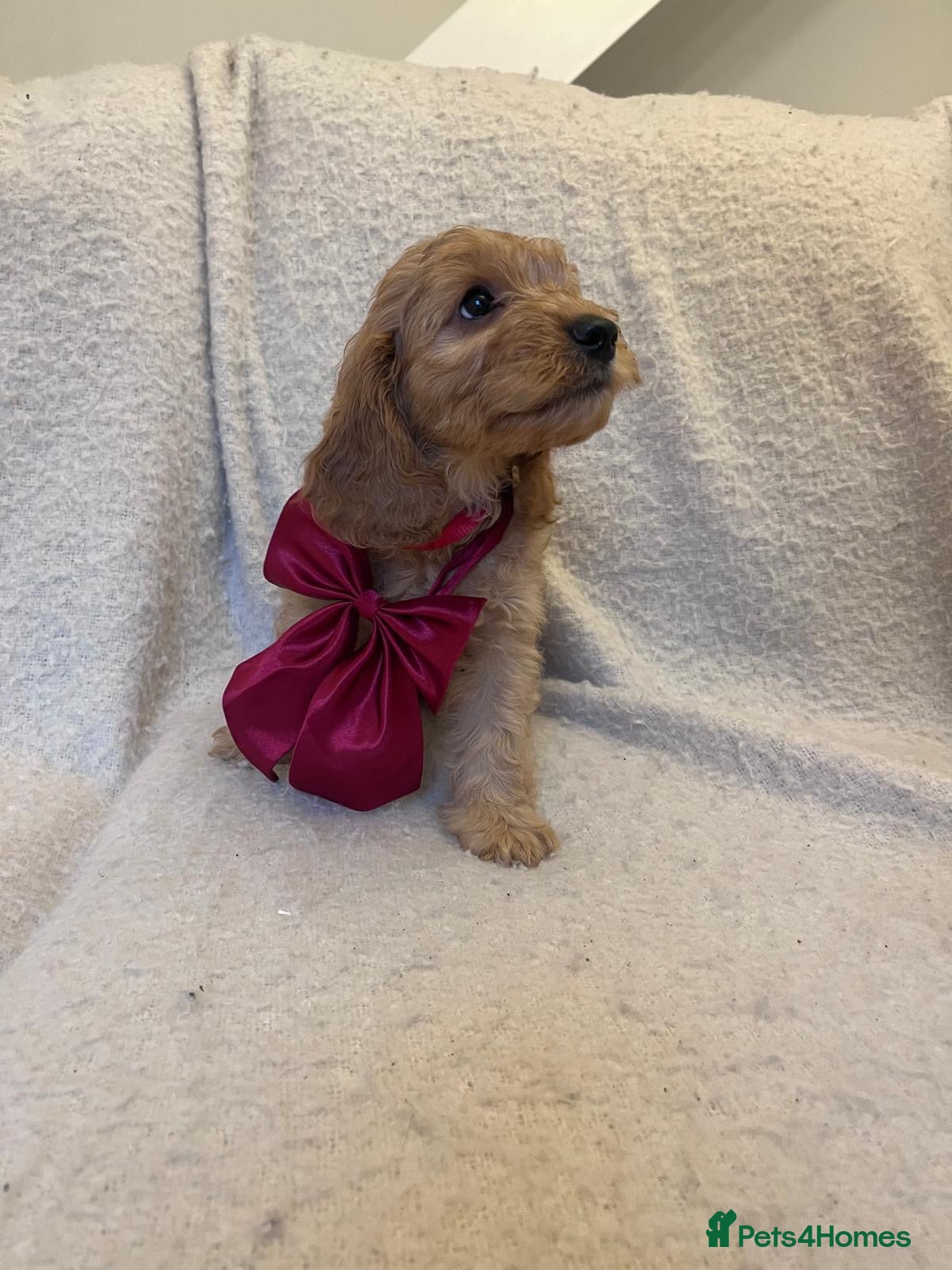 Cockapoo dogs 5 Gorgeous Cockapoo Puppies Left - Advert 2