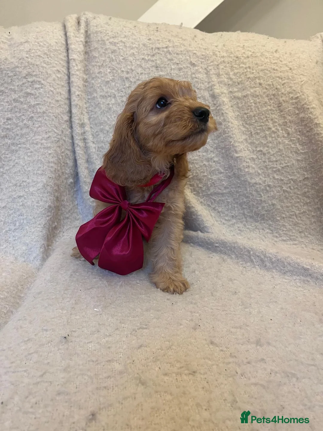 Cockapoo dogs for sale: 4 Gorgeous Cockapoo Puppies Left - Advert 2