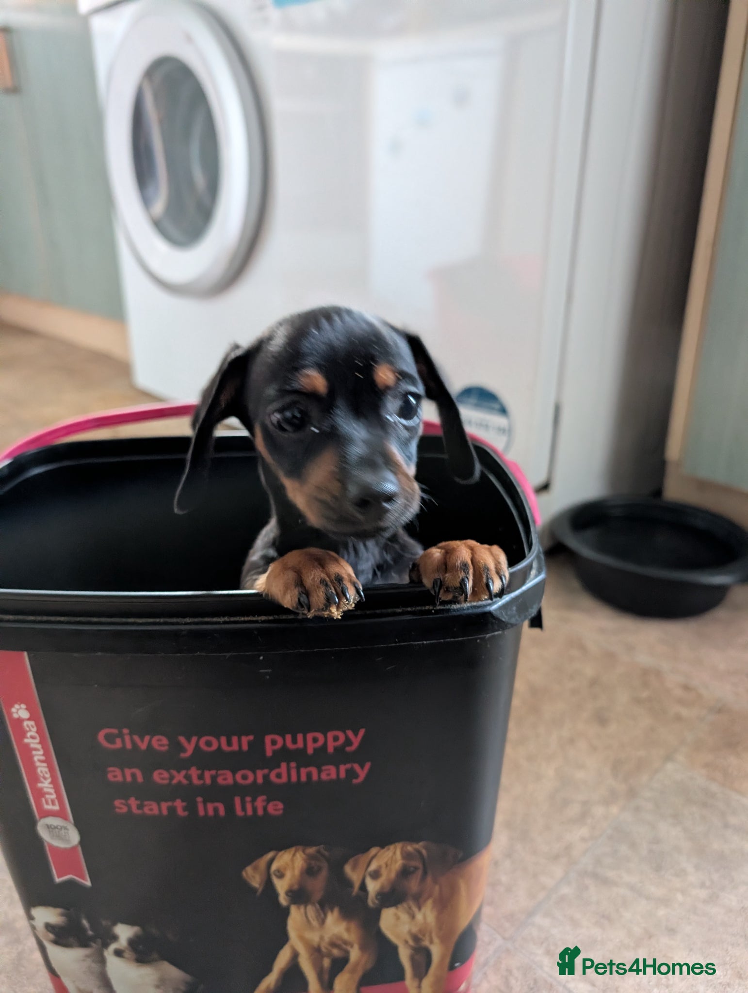 Chiweenie dogs for stud: Stud dog - Advert 2