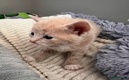 Mixed Breed cats for sale: Kittens for Sale £185 - Image 10
