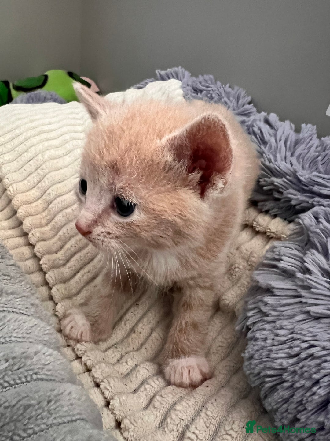 Mixed Breed cats for sale: Kittens for Sale £185 - Image 10