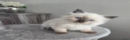 Siberian cats for sale: 🤩Champion bloodlines neva masquerade siberians🤩 - Advert 11