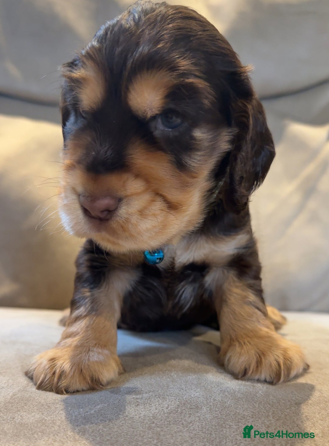 Cocker Spaniel dogs for sale: Show Cocker Spaniel pups KC reg - Image 9