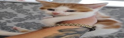 Mixed Breed cats for sale: Ginger white kittens  - Advert 1