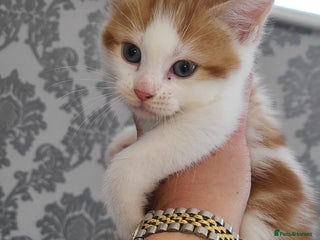 Mixed Breed cats Ginger white kittens - Advert 3