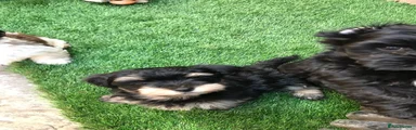 GUINNESS