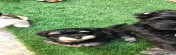 Havanese dogs for sale: Stunning Havanese puppies  in Bournemouth - Advert 6