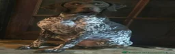 German Shorthaired Pointer dogs for sale: German Shorthaired Pointer puppies - Advert 13