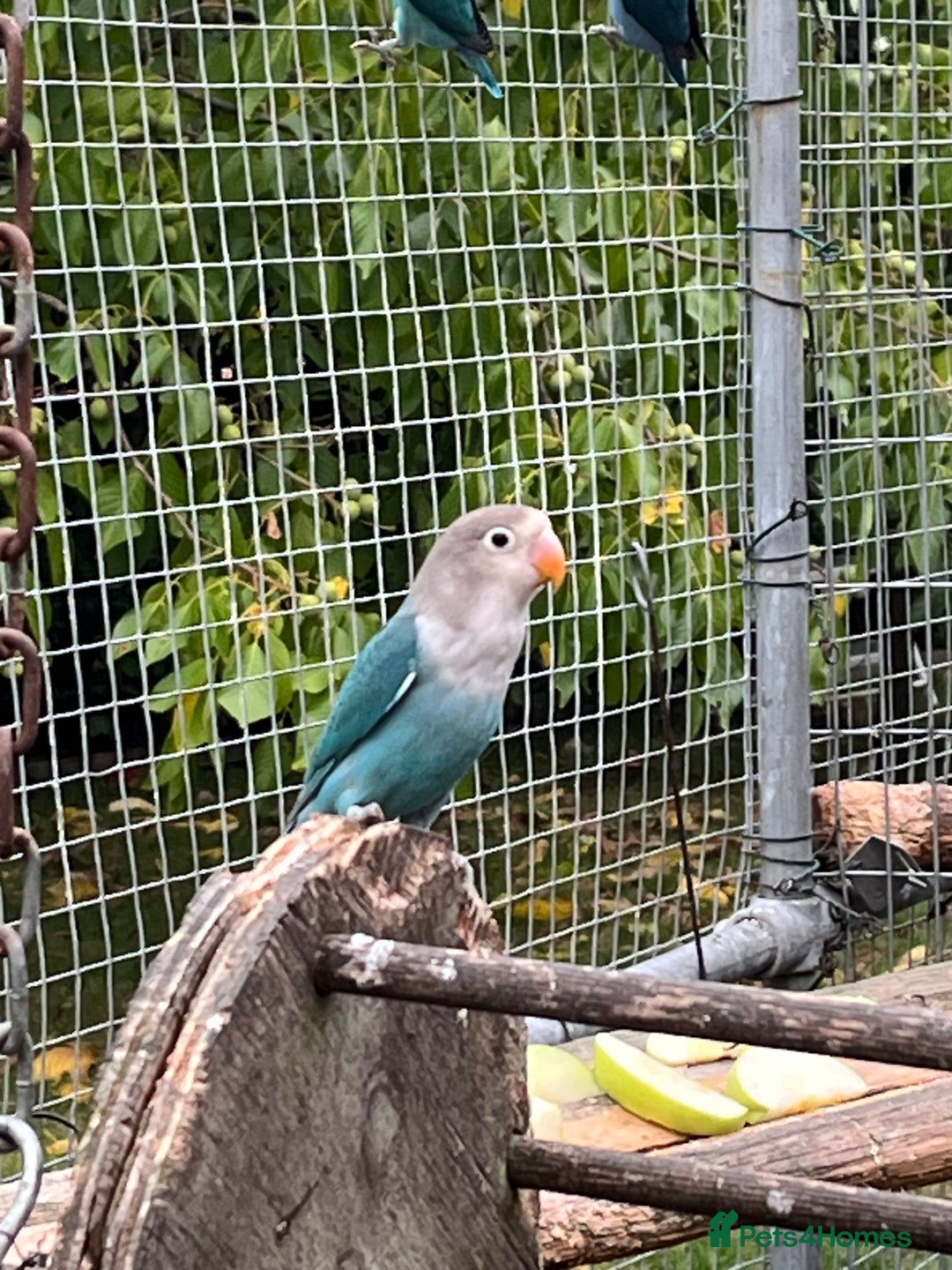 Lovebirds birds for sale: Young Fishers lovebirds for sale - Advert 2