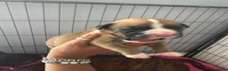 Boxer dogs for sale: Stunning Kc bobtail and tail boxers  - Advert 8