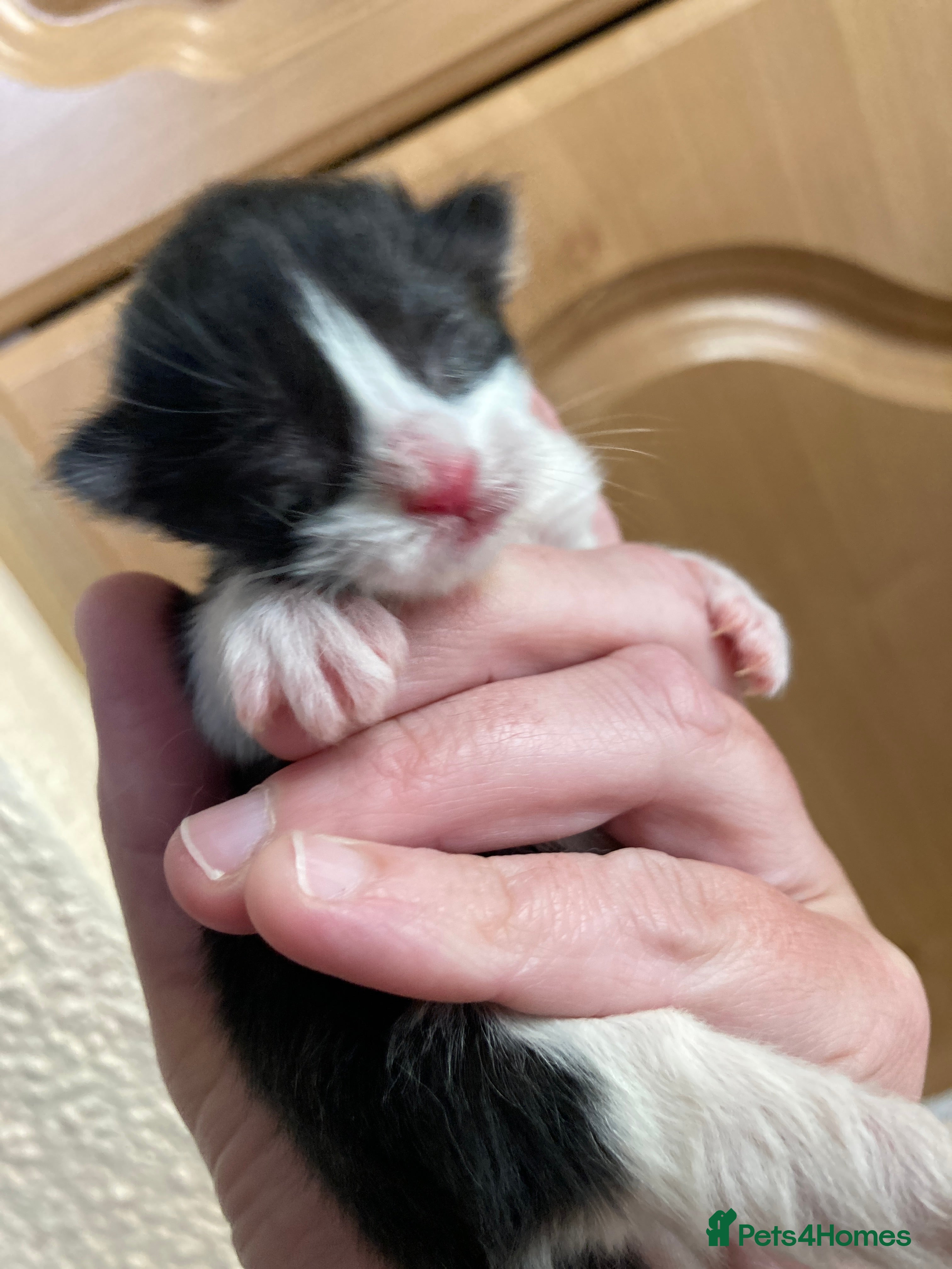 Mixed Breed cats for sale: Kittens looking for forever homes - Advert 2