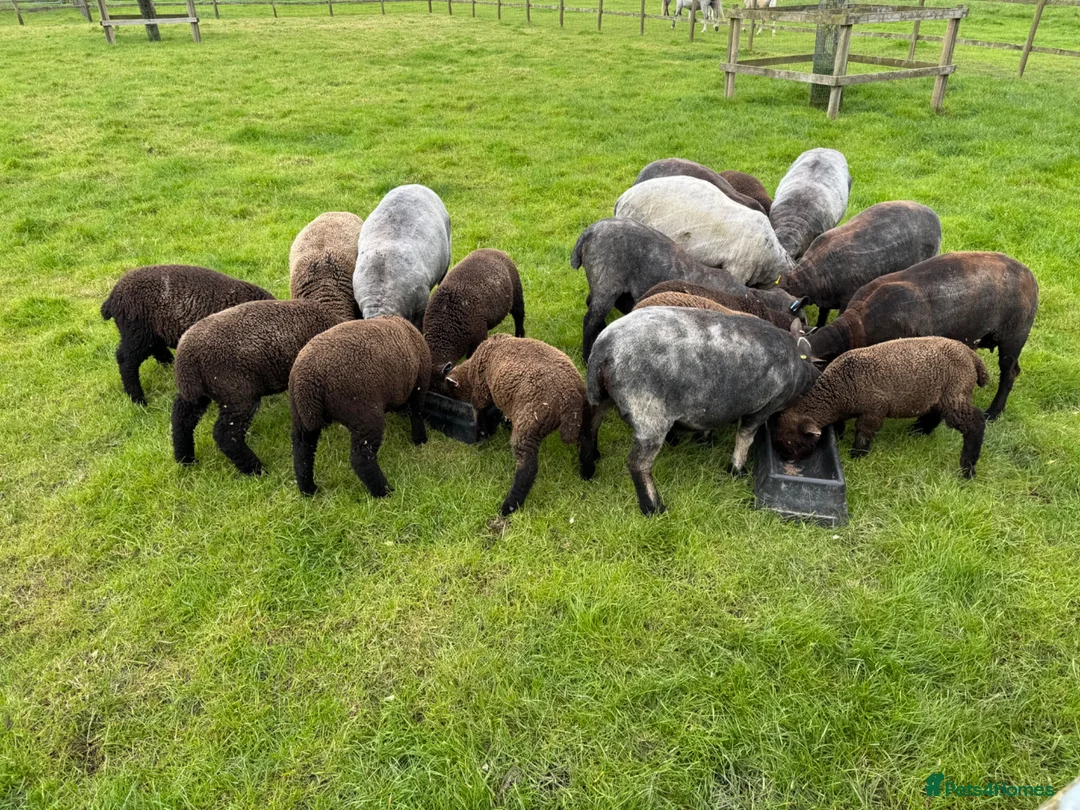 Sheep livestock for sale: Coloured Ryeland Lambs - Advert 2