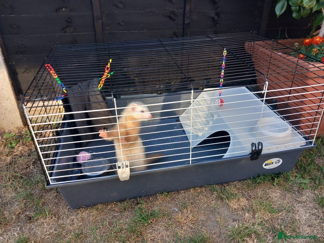 Ferret rodents for sale: Mimii - Image 2