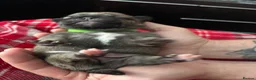 Pug dogs for sale: Beautiful Pug Puppies for Sale - Advert 4