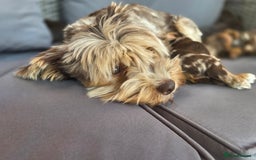 Yorkshire Terrier dogs for sale: Chocolate Yorkshire Terrier  - Image 10