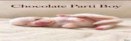 Pomeranian dogs for sale: Two Stunning Petite Pomeranian Babies  - Advert 11