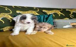 Cockapoo dogs for sale: F1 miniture cocapoos - Image 4