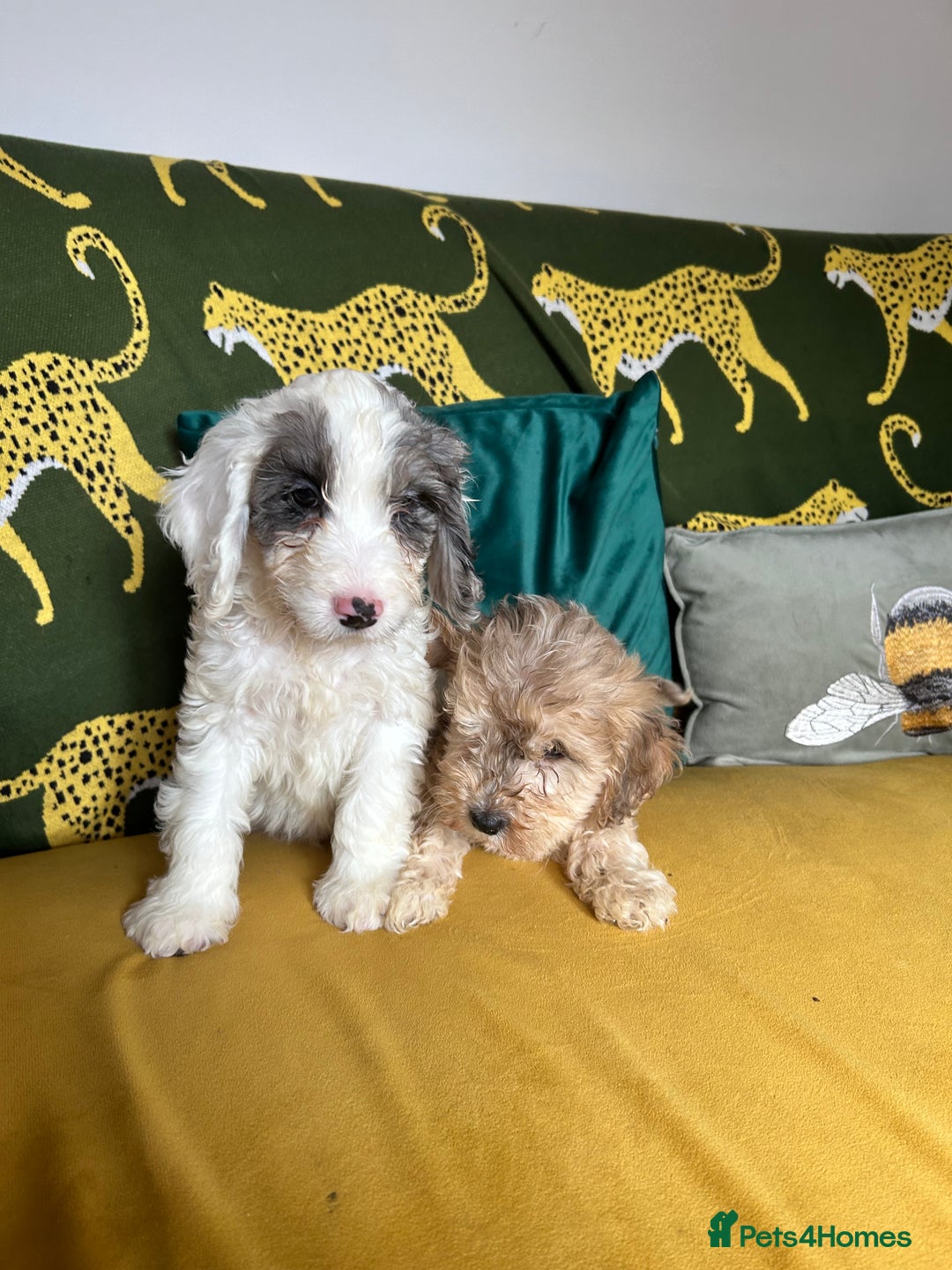 Cockapoo dogs for sale: F1 miniture cocapoos - Image 4