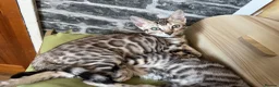 Bengal cats for sale: LAST GIRL. READY NOW - Advert 13