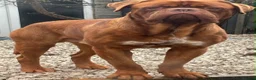 Dogue De Bordeaux dogs for sale: 2 year old male dogue de bordoux  - Advert 3