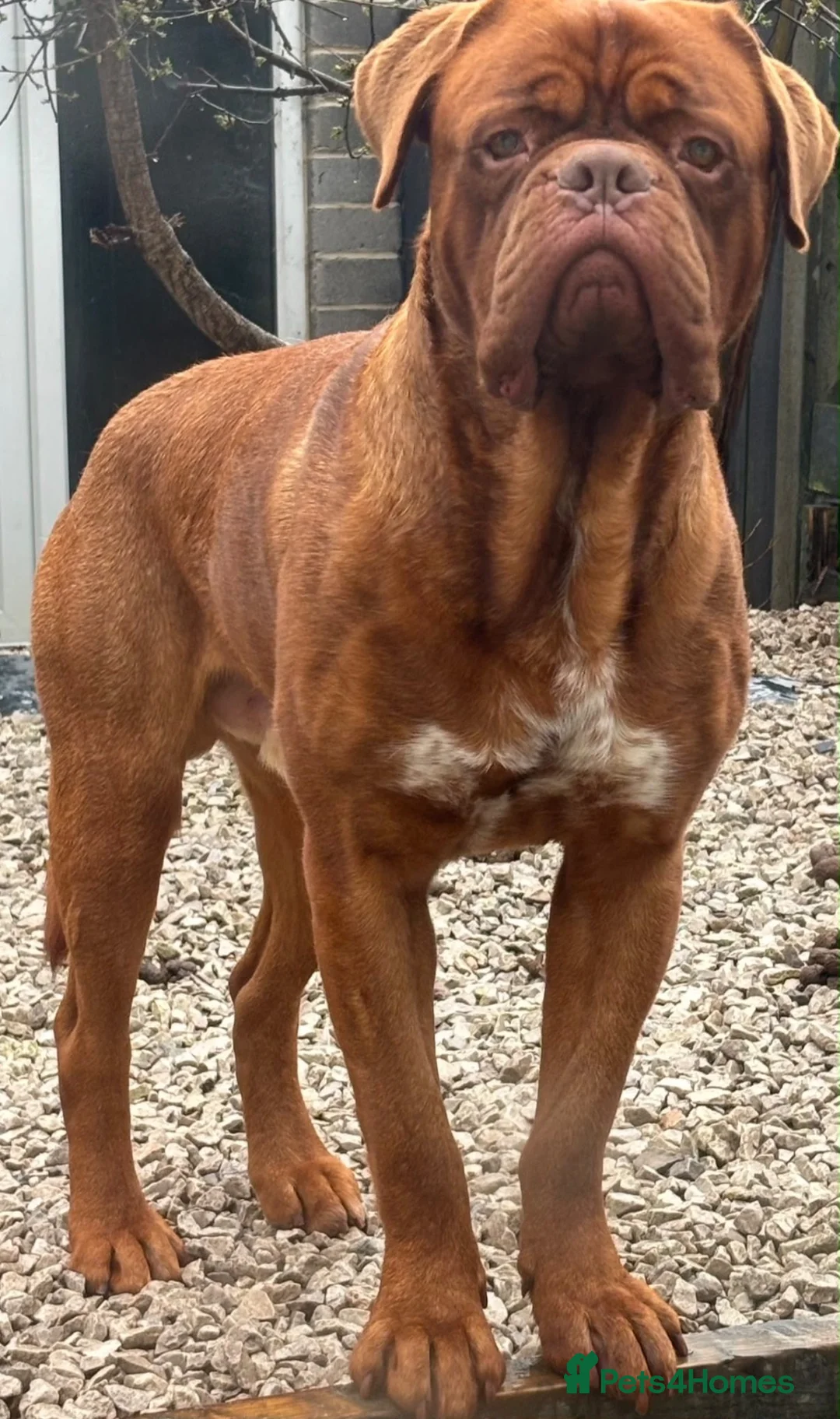 Dogue De Bordeaux dogs for sale: 2 year old male dogue de bordoux  - Advert 3
