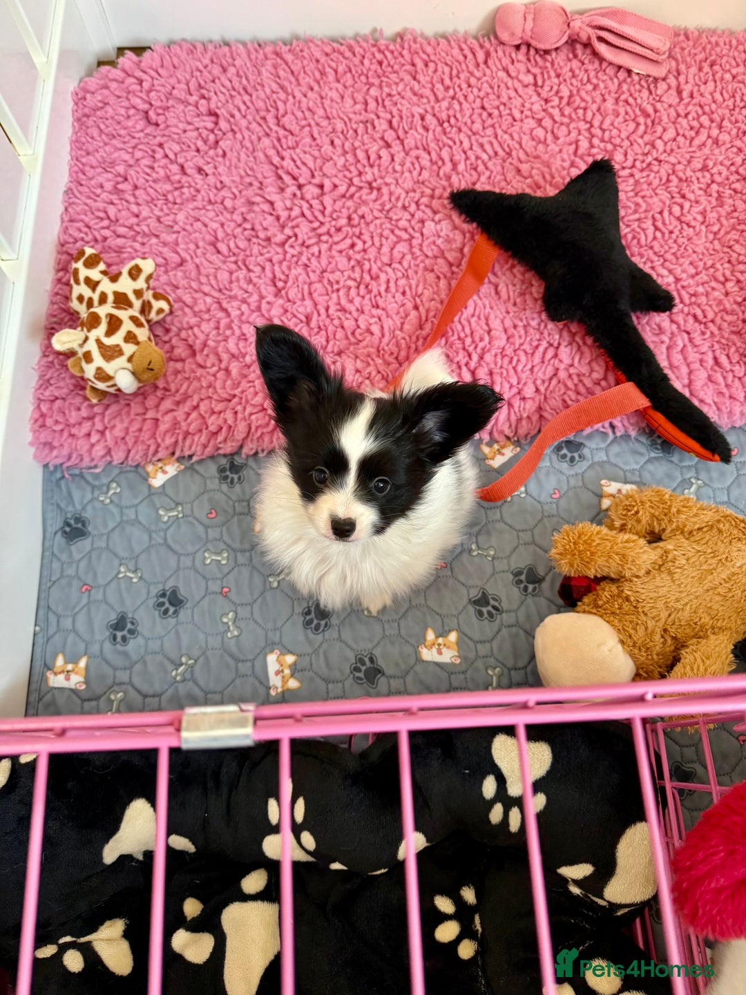 Papillon dogs for sale: KC reg hereditary clear papillon puppy for sale - Advert 8
