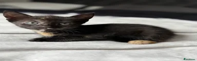 British Shorthair Kitten 6( only 1 available )