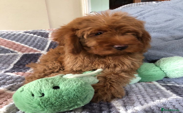 Cockapoo dogs - Advert 13