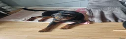 Rottweiler dogs for sale: Male Rottweiler Puppy in Sheerness - Advert 2