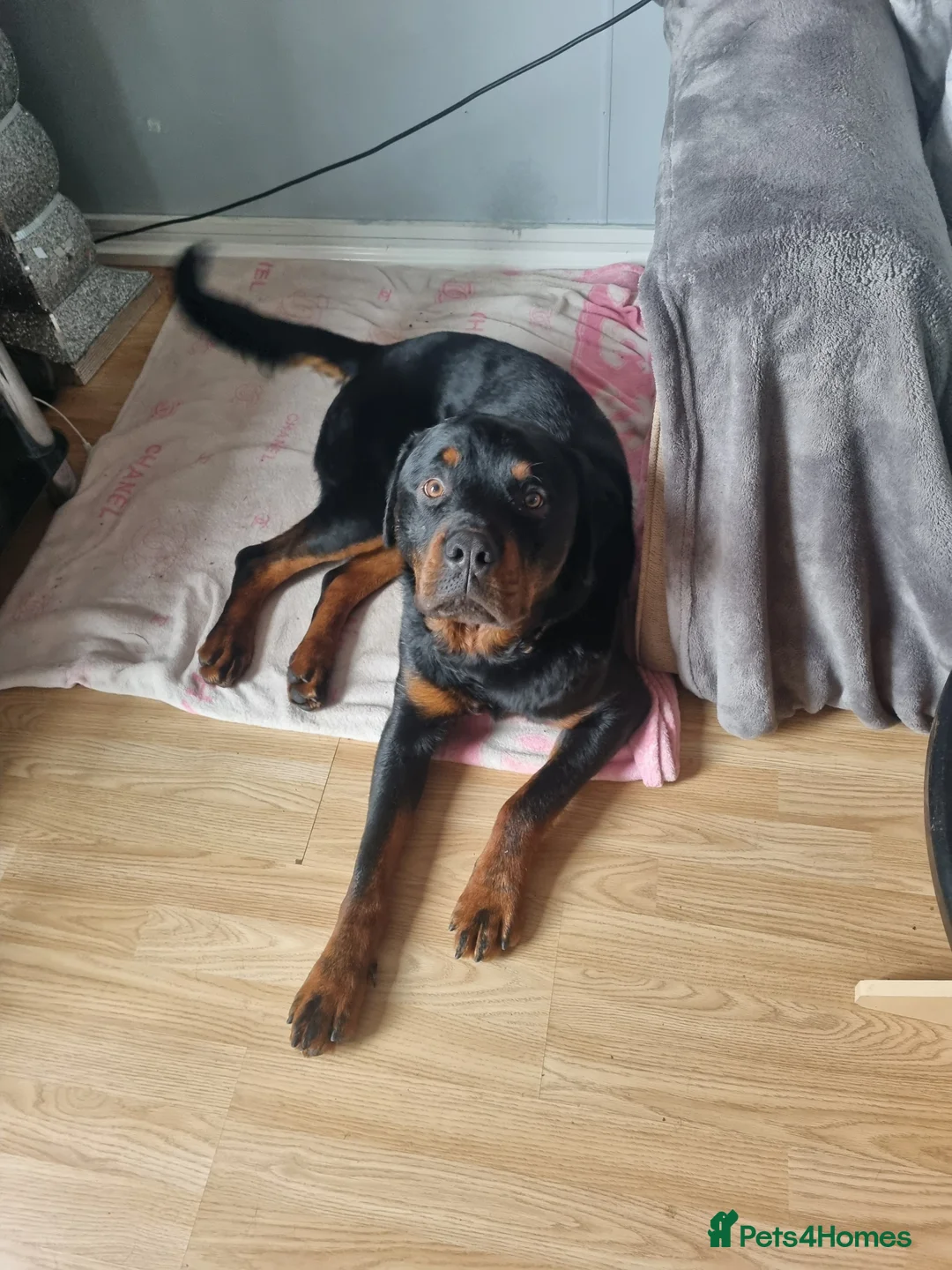 Rottweiler dogs for sale: Male Rottweiler Puppy in Sheerness - Advert 2