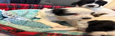 English Springer Spaniel 3