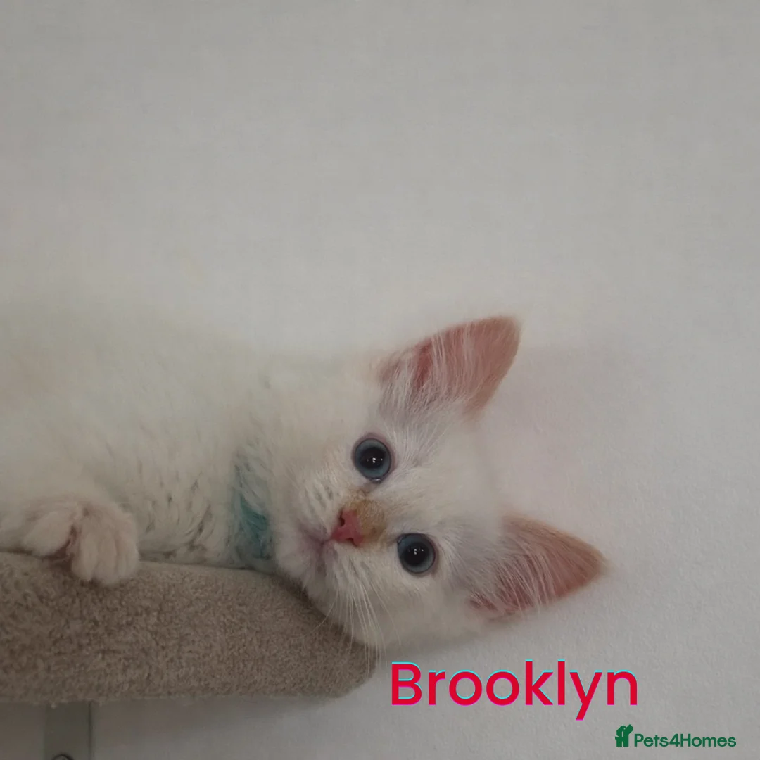 Ragdoll cats for sale: GCCF Registered Red Boys ready to go - Advert 3