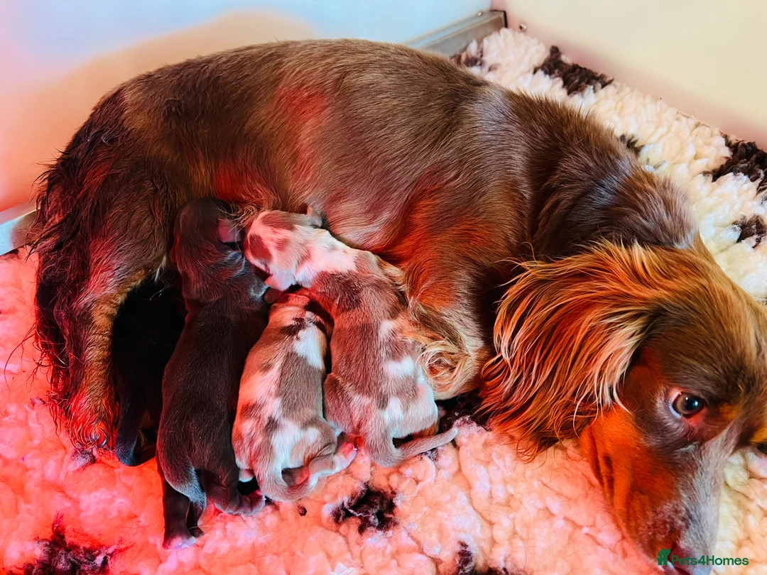 Miniature Dachshund dogs for sale: Pedigree Longhaired Miniature Dachshund Waitlist  - Advert 2