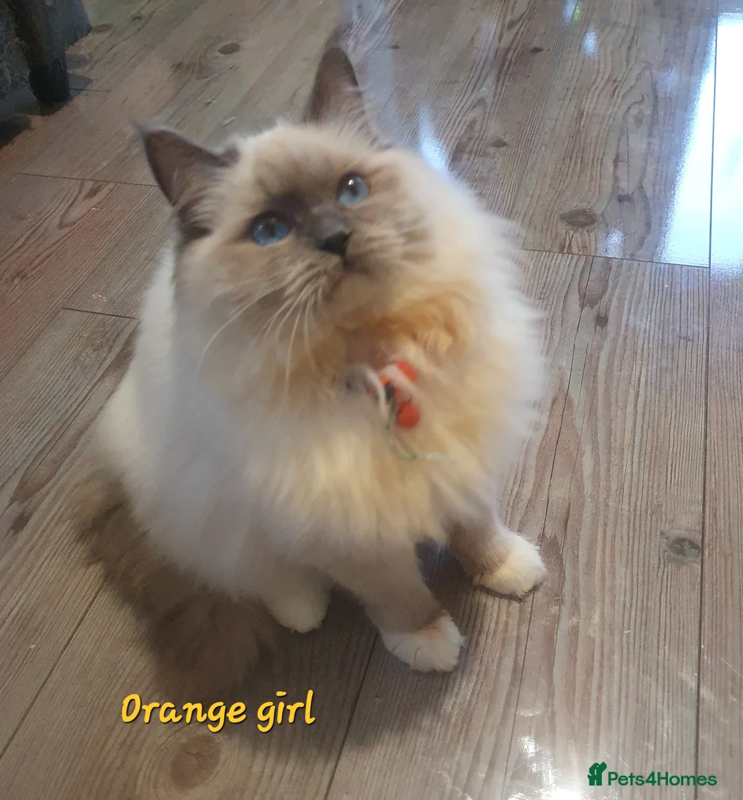Ragdoll cats for sale: Sweet&Playful ragdolls - Advert 24