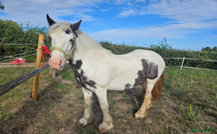 Irish Cob horses - Advert 1