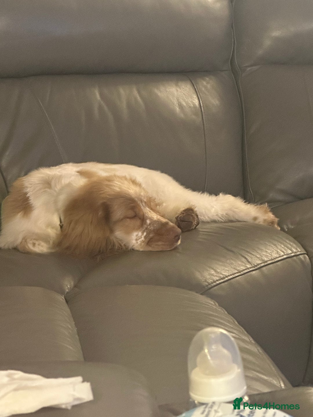 Cocker Spaniel dogs for sale: Beautiful cocker spaniel boy  6 months old  - Advert 10