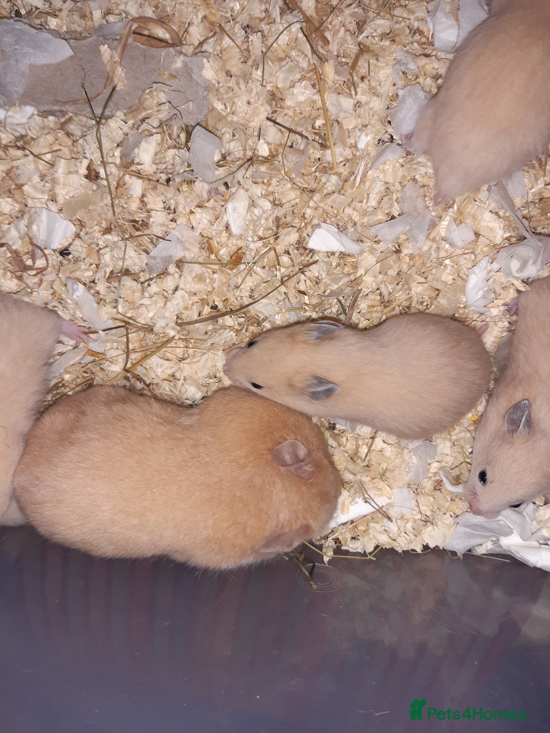Hamster rodents for sale: Baby Syrian hamsters ready now  - Image 4