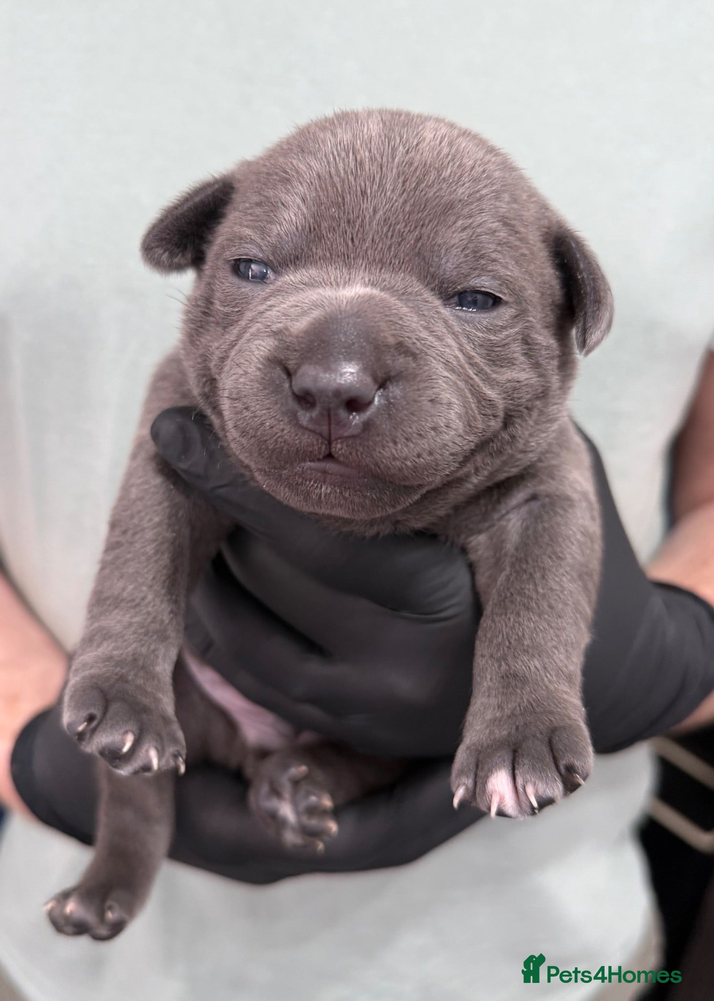 Staffordshire Bull Terrier dogs Luminastaffs & VaderBluStaf Last Pup Available - Advert 1