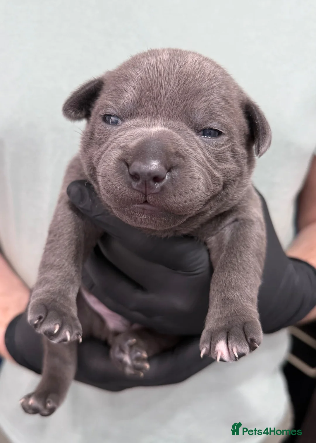 Staffordshire Bull Terrier dogs for sale: Luminastaffs & VaderBluStaf Last Pup Available - Advert 1