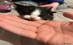 British Shorthair cats for sale: 4 gorgeous kittens for sale  - Image 5