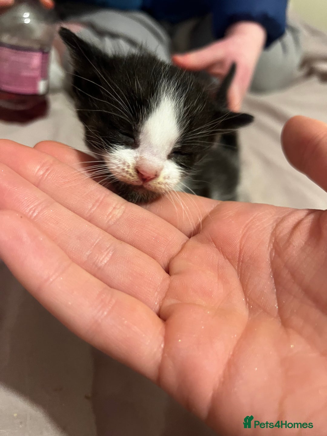 British Shorthair cats for sale: 4 gorgeous kittens for sale  - Image 5