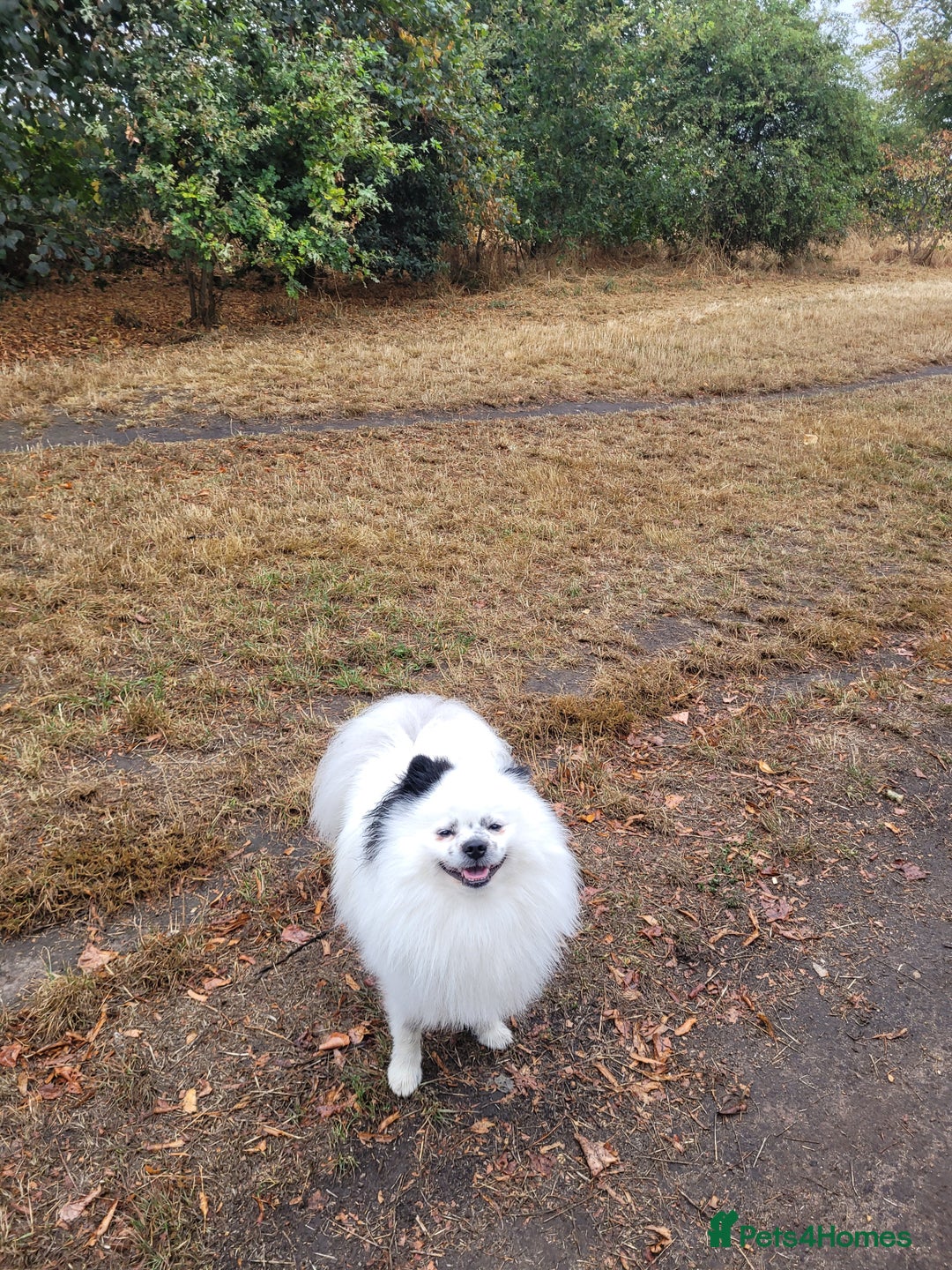 Pomeranian dogs for stud: Puffy- Available for stud  - Advert 3