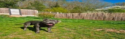 Staffordshire Bull Terrier dogs for sale: Beautiful Staffordshire Bull Terrier Puppies in Stockport - Advert 4
