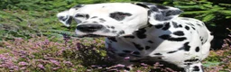 Dalmatian dogs for stud: Health tested, tv and advert star Dalmatian   in Aberdare - Advert 24