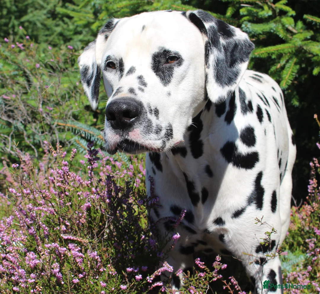 Dalmatian dogs for stud: Health tested, tv and advert star Dalmatian   in Aberdare - Advert 24