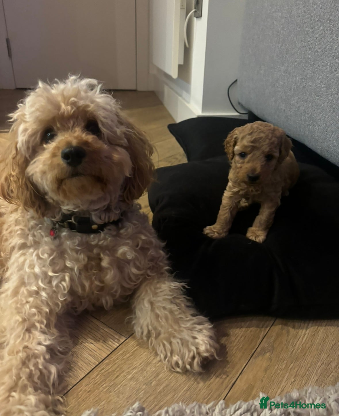 Cockapoo dogs One baby girl cockapoo ready to leave next week 😍 - Advert 1