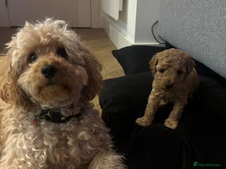 Cockapoo dogs One baby girl cockapoo ready to leave next week 😍 - Advert 10