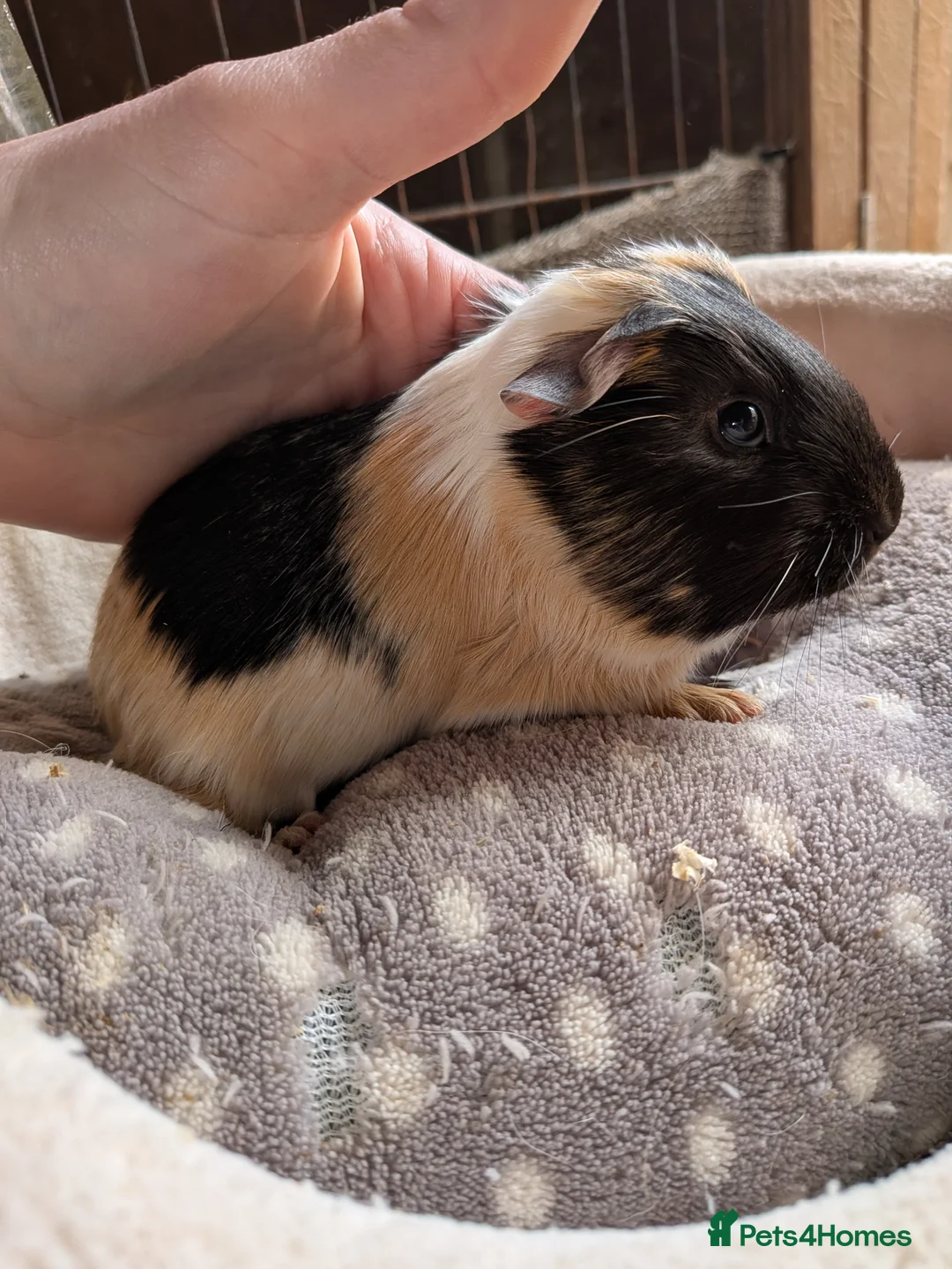 Guinea Pig rodents for sale: Baby boy guinea pigs  - Advert 1