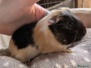 Guinea Pig rodents Baby boy guinea pigs - Advert 1