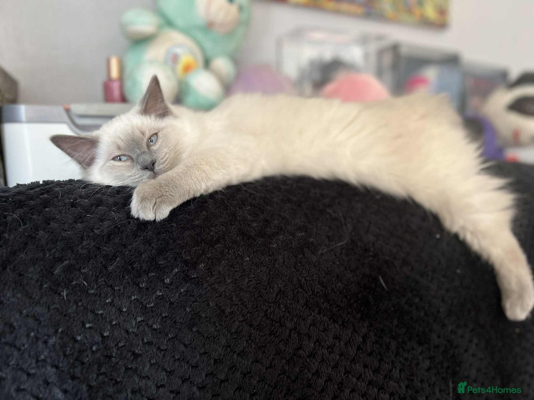 Mixed Breed cats for sale: TWO FEMALES NEED HOMES- Ragdoll mix and Devon Rex - Advert 21